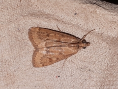 Achyra rantalis