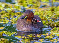 Tachybaptus ruficollis