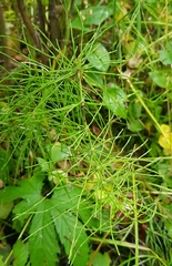 Equisetum pratense image