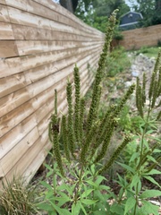 Veronicastrum