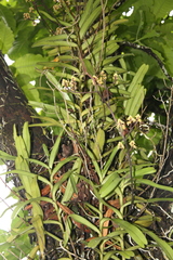 Pomatocalpa maculosum