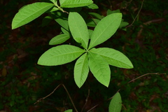 Rhododendron molle