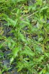 Persicaria lapathifolia