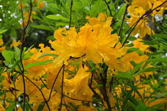 Rhododendron molle
