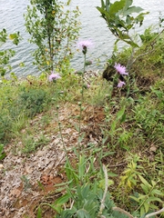 Liatris
