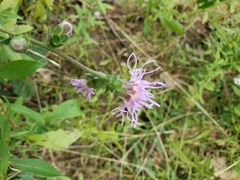 Liatris
