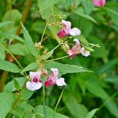 Impatiens glandulifera