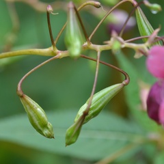 Impatiens glandulifera