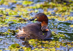 Tachybaptus ruficollis