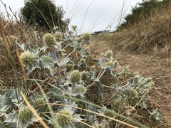 Eryngium maritimum