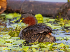Tachybaptus ruficollis
