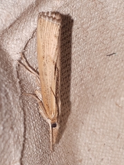 Pediasia trisecta