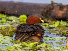 Tachybaptus ruficollis