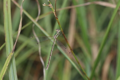 Lestes barbarus