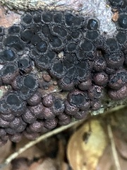 Jackrogersella cohaerens