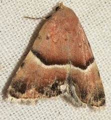 Eublemma suava