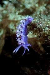 Flabellina affinis