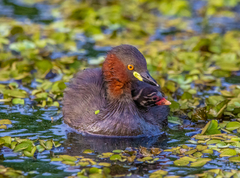 Tachybaptus ruficollis