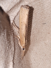 Pediasia trisecta