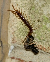 Lithobius forficatus