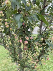 Malus coronaria