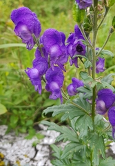 Aconitum volubile