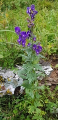 Aconitum volubile
