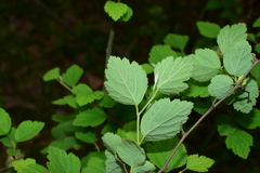 Spiraea nervosa