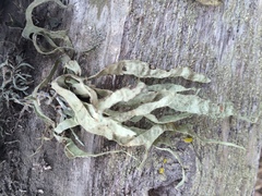 Ramalina leptocarpha