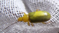 Cteniopus sulphureus
