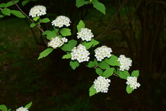 Spiraea nervosa
