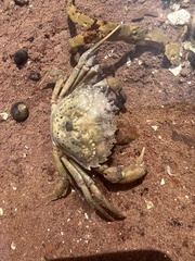 Carcinus maenas