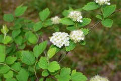 Spiraea nervosa