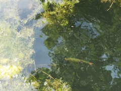 Scardinius erythrophthalmus