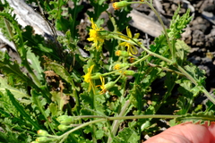 Senecio erosus