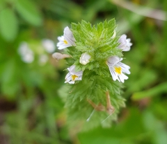 Euphrasia pectinata