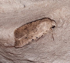 Caradrina clavipalpis