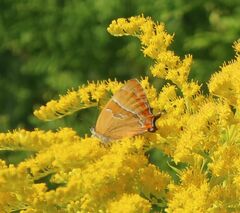 Thecla betulae