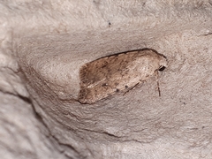 Caradrina clavipalpis