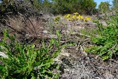 Senecio erosus