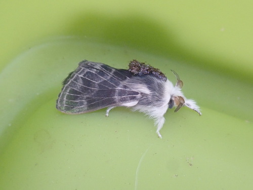 Larch Tolype Moth photo 4