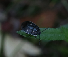 Adomerus biguttatus