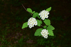 Spiraea nervosa