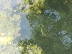 Scardinius erythrophthalmus