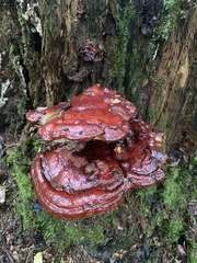 Ganoderma tsugae
