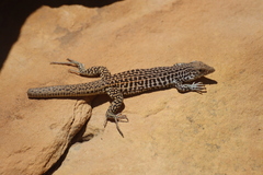 Aspidoscelis tesselatus