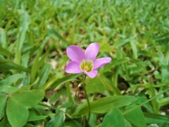Oxalis latifolia