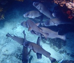 Plectorhinchus gibbosus