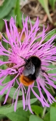 Bombus lapidarius