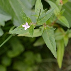 Epilobium adenocaulon